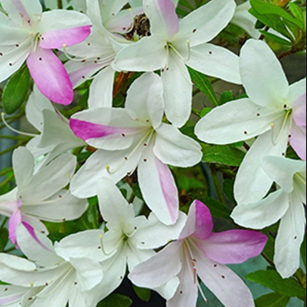 Bonsaï d'extérieur - Azalée japonaise - Azalea Yukigesho