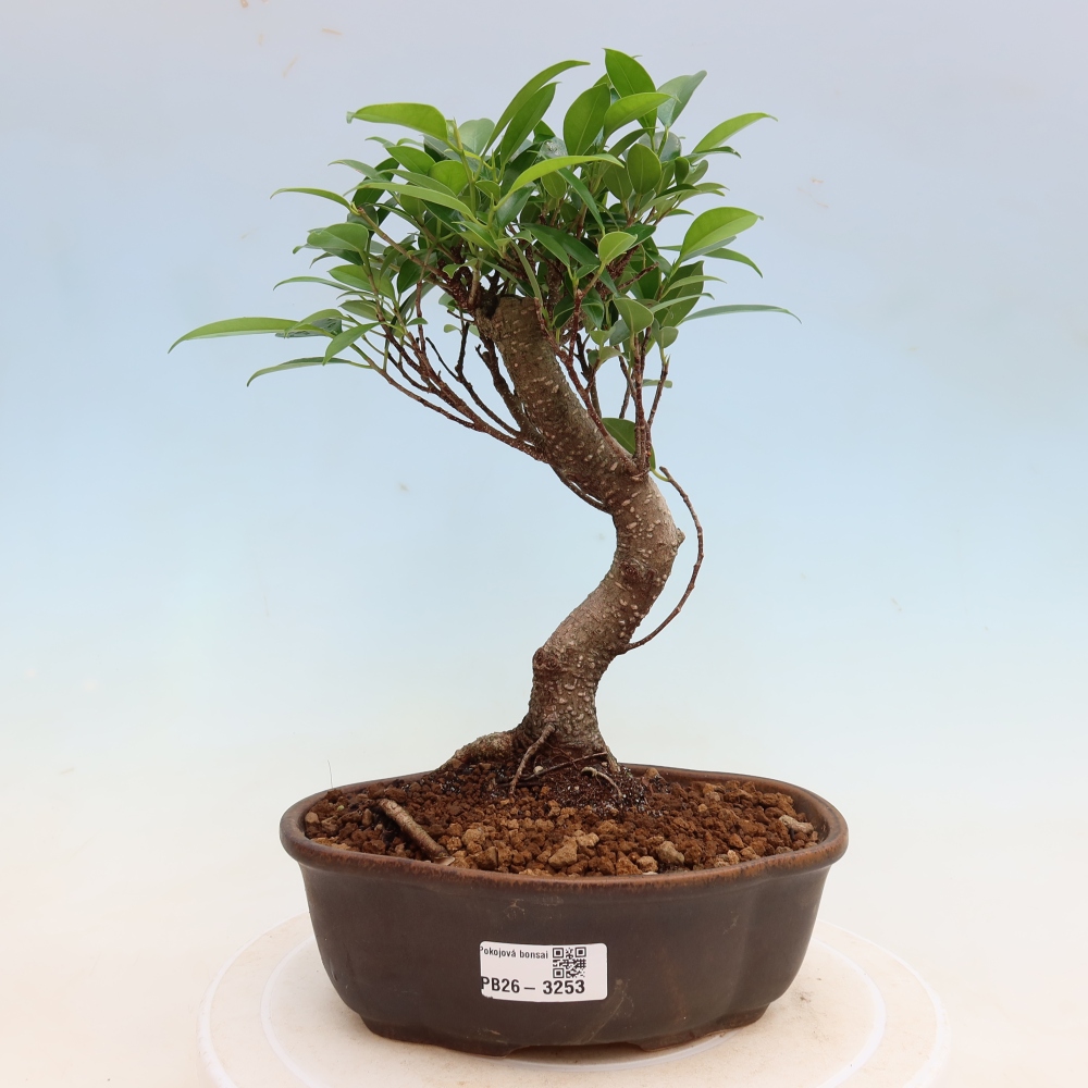 Salle bonsaï - Ficus kimmen - ficus à petites feuilles