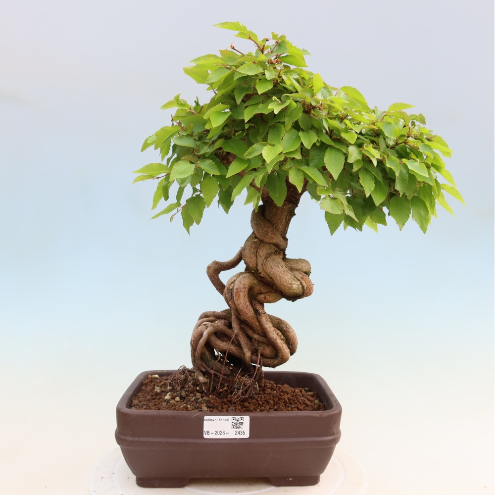 Bonsaï d'extérieur -Carpinus Coreana - Charme de Corée
