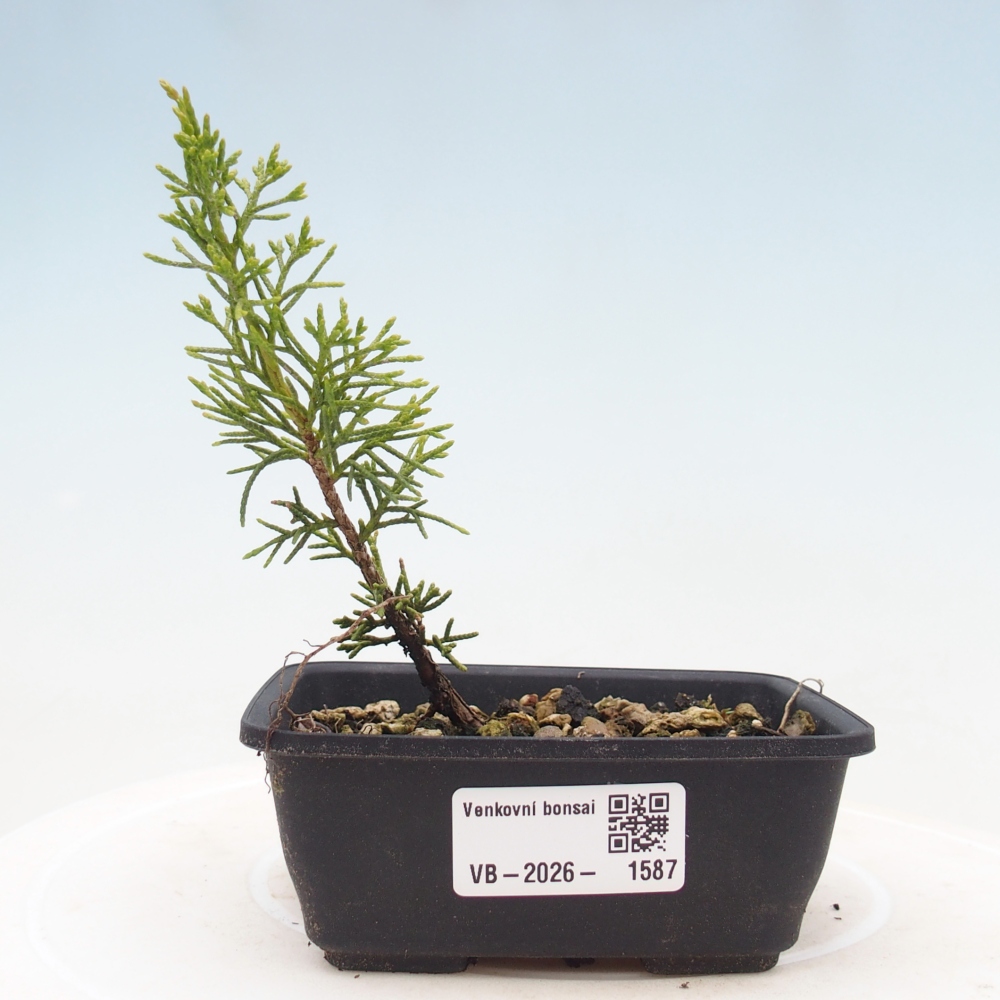 Bonsaï d'extérieur - Juniperus chinensis Itoigawa