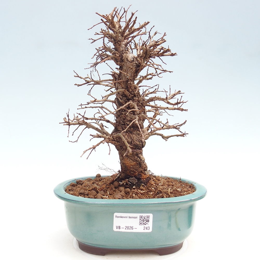 Bonsaï d'extérieur - Zelkova - Zelkova NIRE