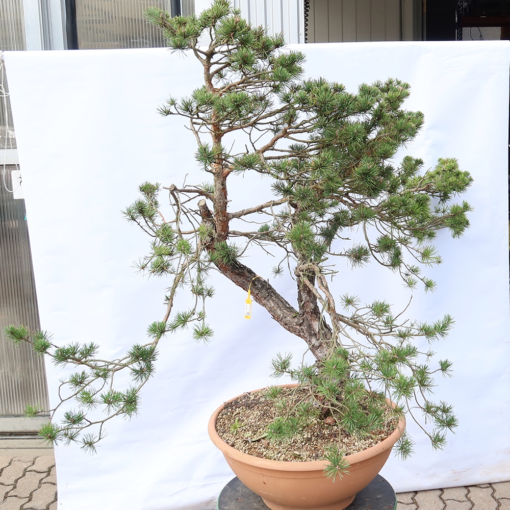 Pinus sylvestris Espagne - pin sylvestre