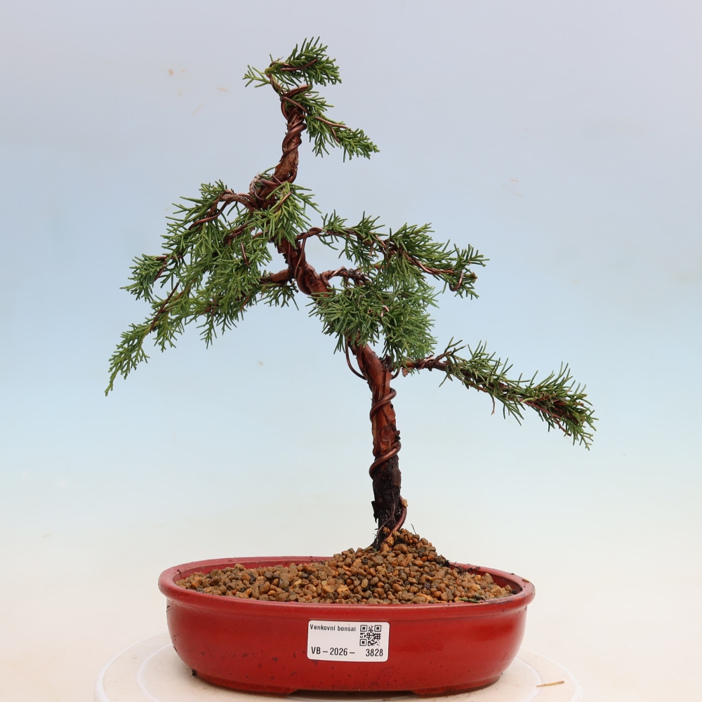 Bonsaï d'extérieur - Juniperus chinensis Kishu