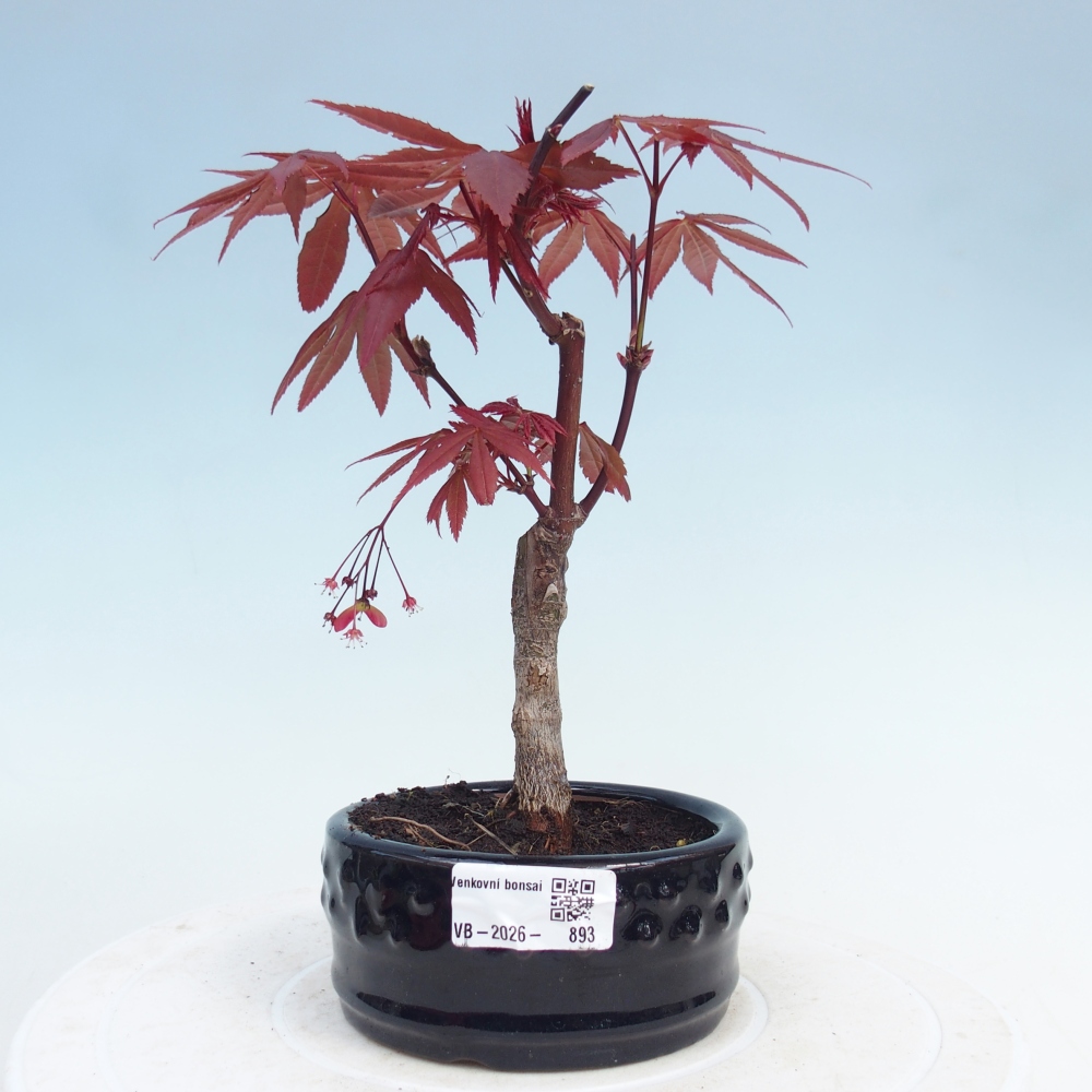 Bonsaï d'extérieur - Acer palm. Atropurpureum-Javor palmate