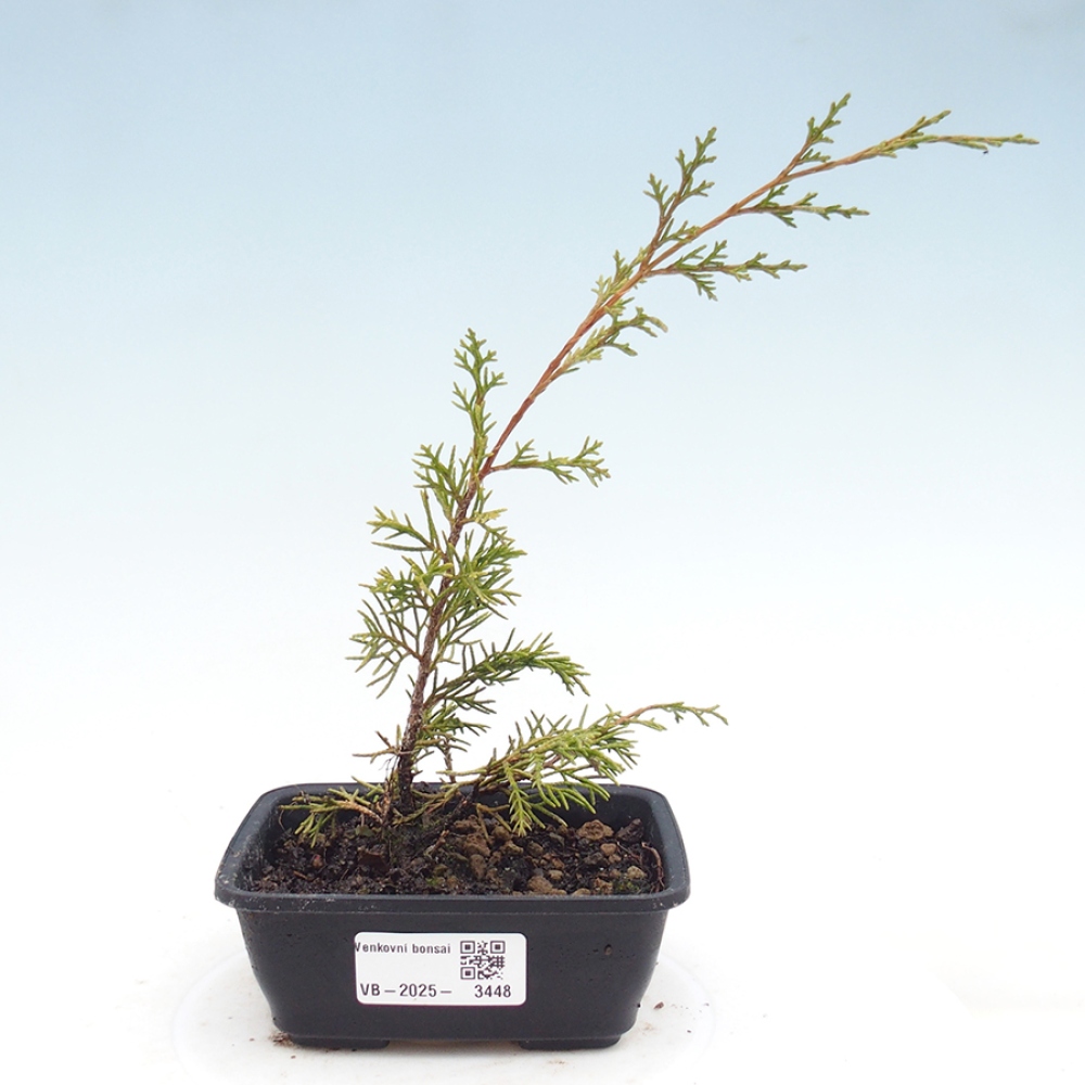 Bonsaï d'extérieur - Juniperus chinensis Itoigawa