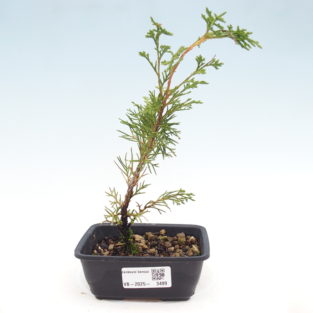 Bonsaï d'extérieur - Juniperus chinensis Itoigawa