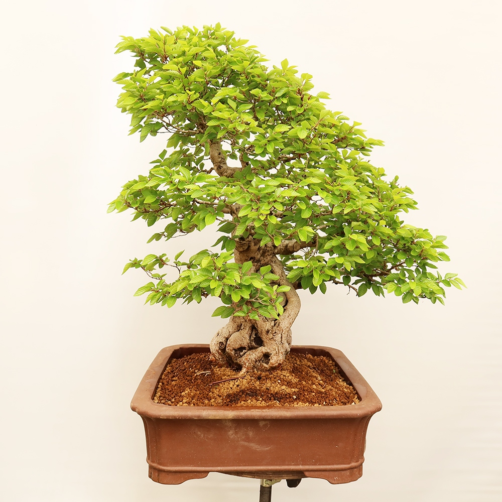 Bonsaï d'extérieur -Carpinus Coreana - Charme de Corée
