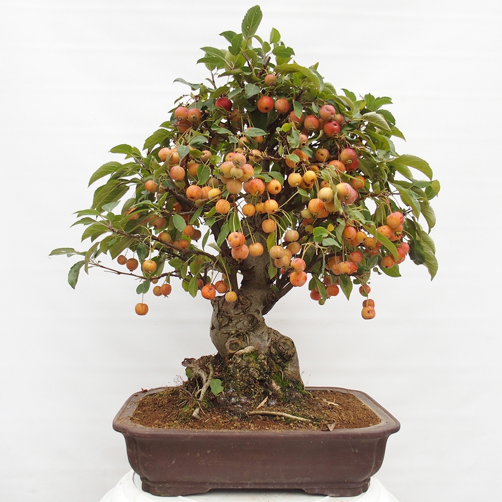 Bonsaï d'extérieur -Malus halliana - Pommier à petits fruits
