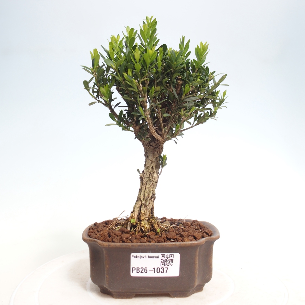 Bonsaï de chambre - Buxus harlandii - buxus liège