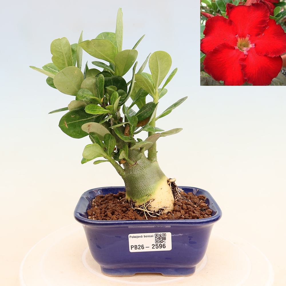 Bonsaï d'intérieur - Adenium obesum Red Star - Rose du désert
