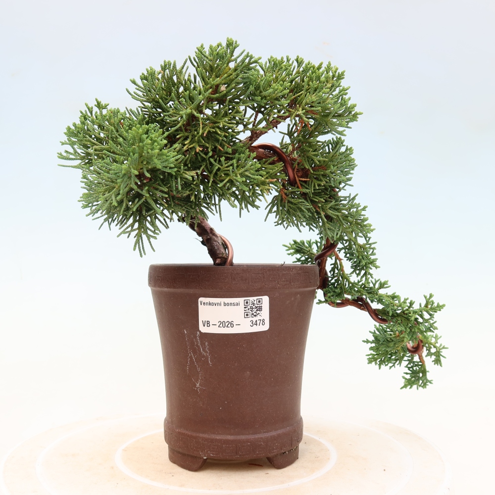 Bonsaï d'extérieur - Juniperus chinensis Kishu
