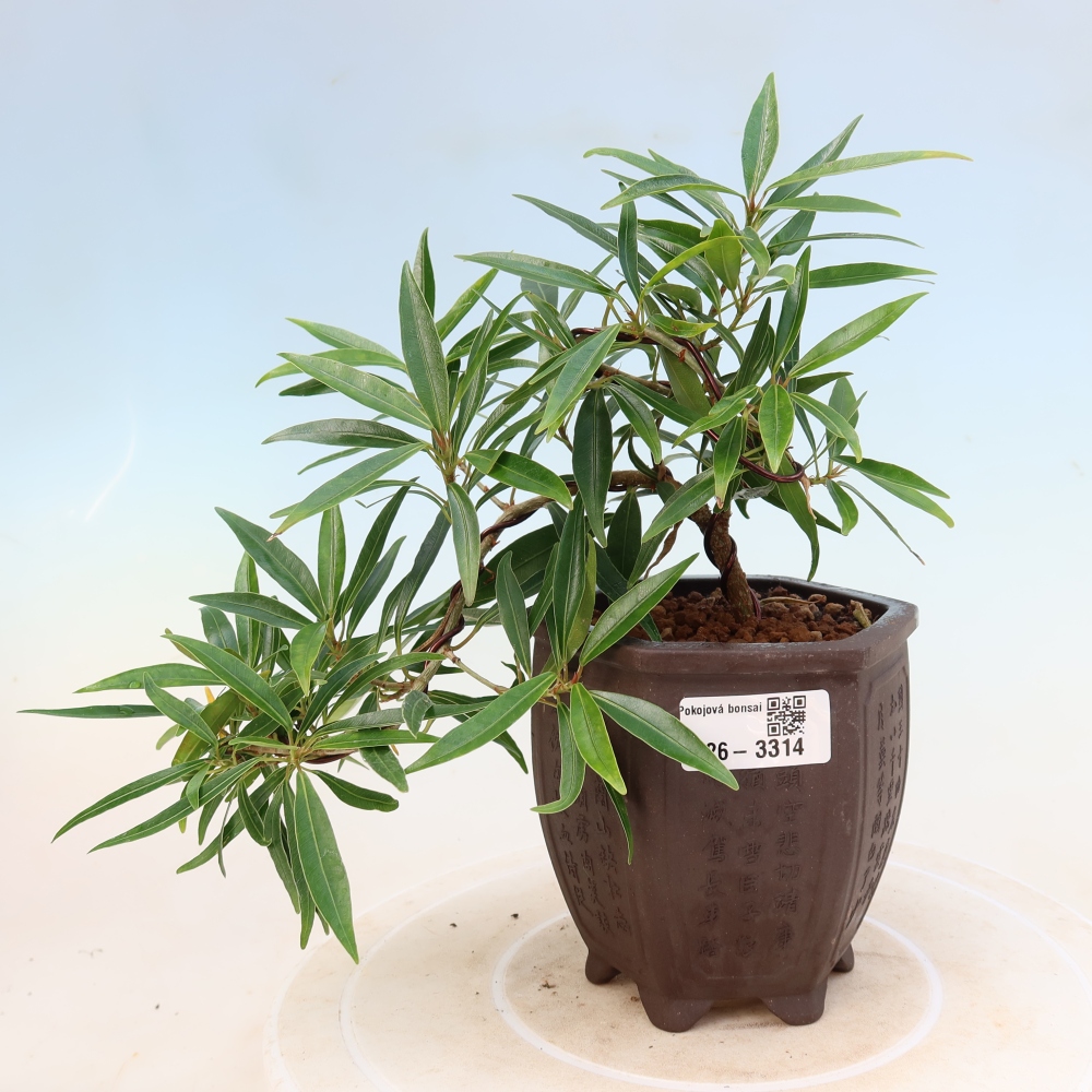 Salle bonsaï - Ficus nerifolia - ficus à petites feuilles