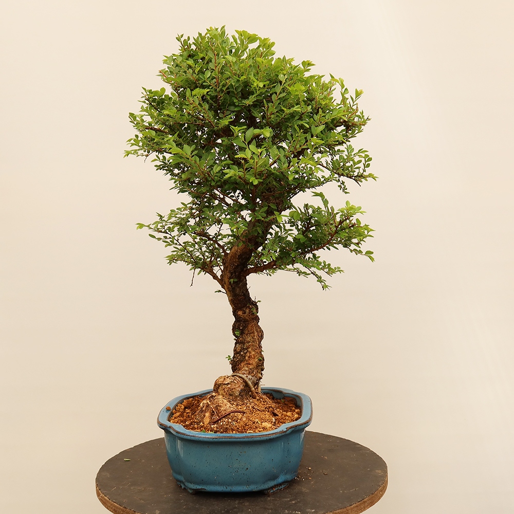 Bonsaï d'extérieur - Zelkova - Zelkova NIRE