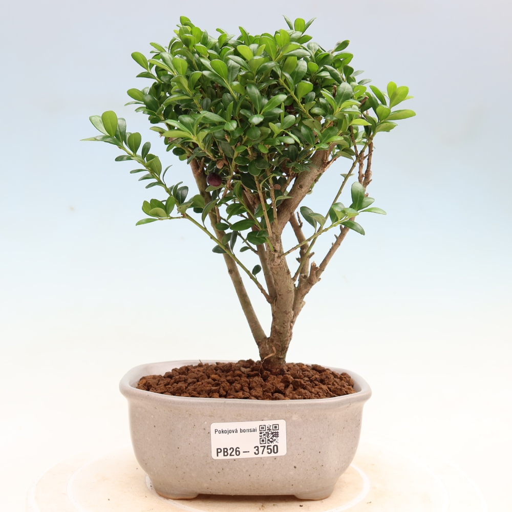 Bonsaï de chambre - Ilex crenata - Houx