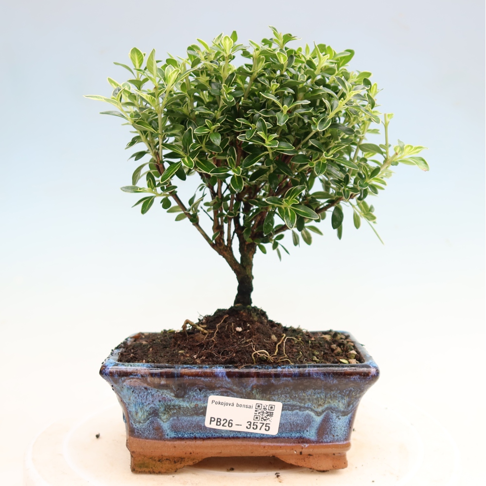 Salle bonsaï - Serissa foetida Variegata - Arbre aux mille étoiles