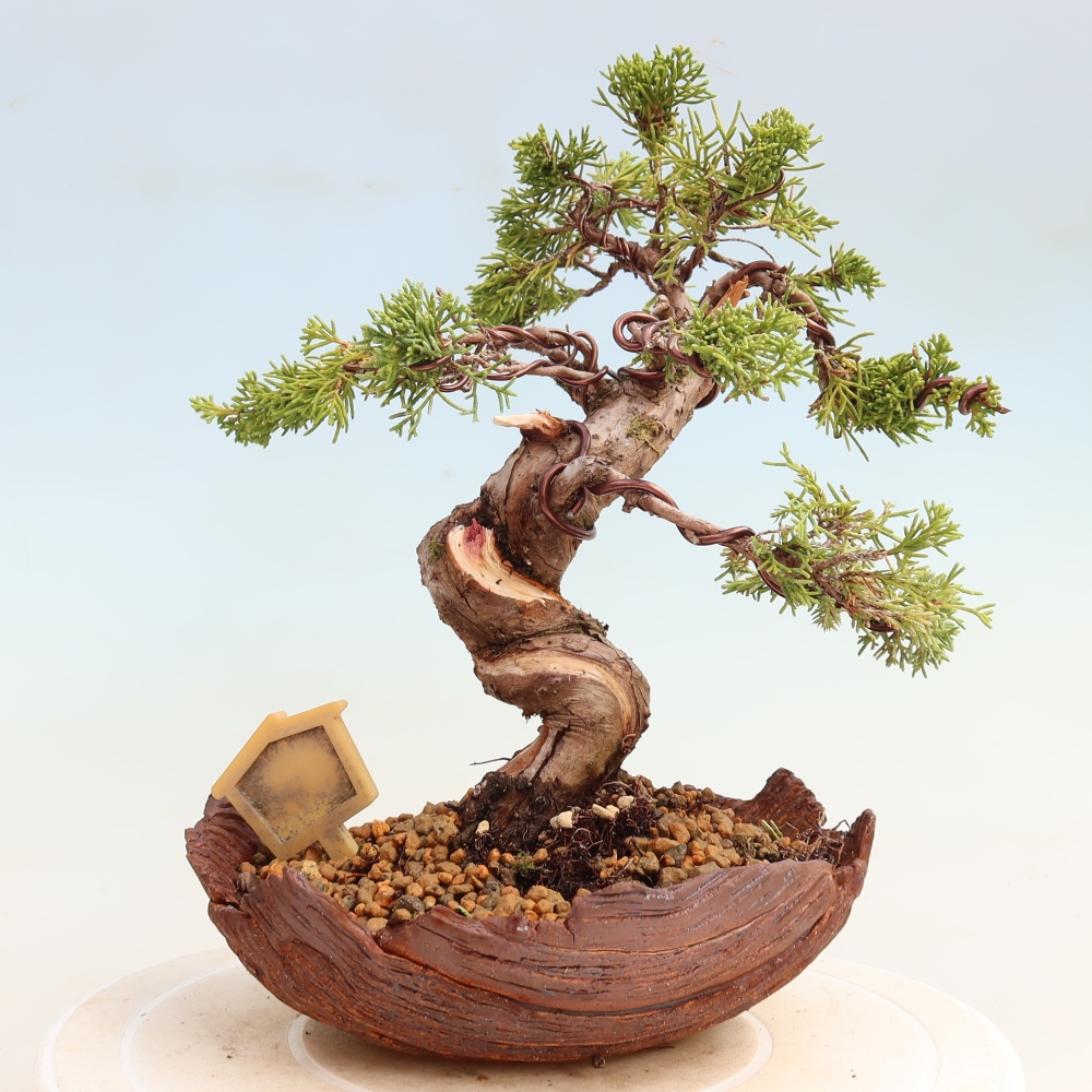 Bonsaï d'extérieur - Juniperus chinensis Itoigawa-Juniperus chinensis