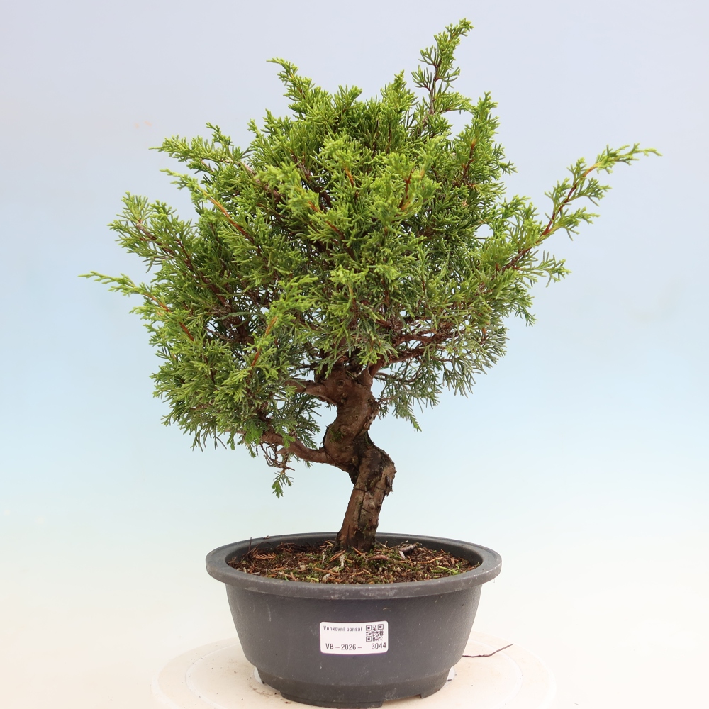 Bonsaï d'extérieur - Juniperus chinensis Itoigawa-Juniperus chinensis