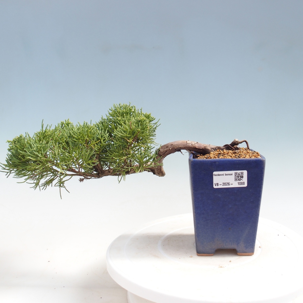 Bonsaï d'extérieur - Juniperus chinensis Kishu