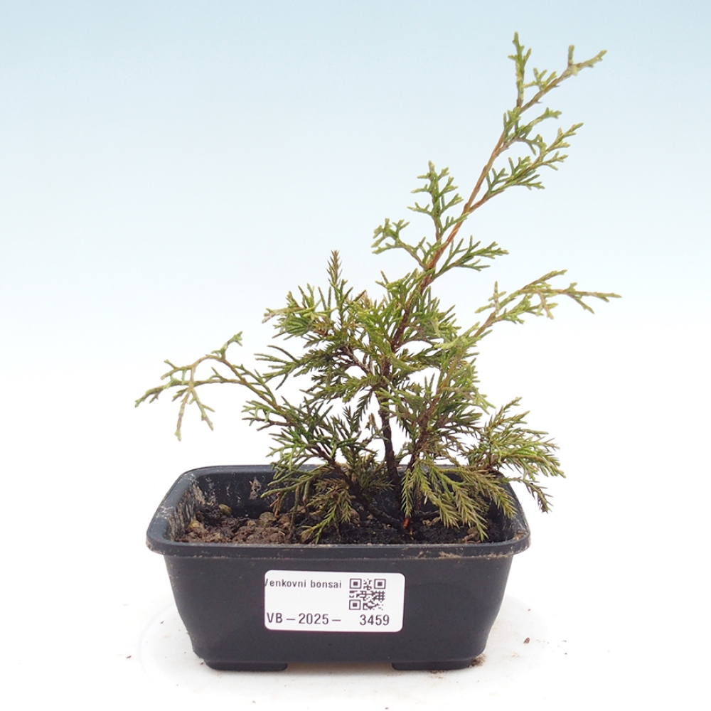 Bonsaï d'extérieur - Juniperus chinensis Itoigawa