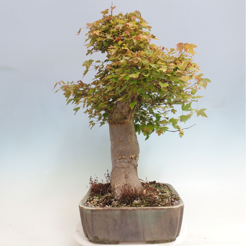 Bonsaï d'extérieur - Acer Buergerianum - Burger Maple