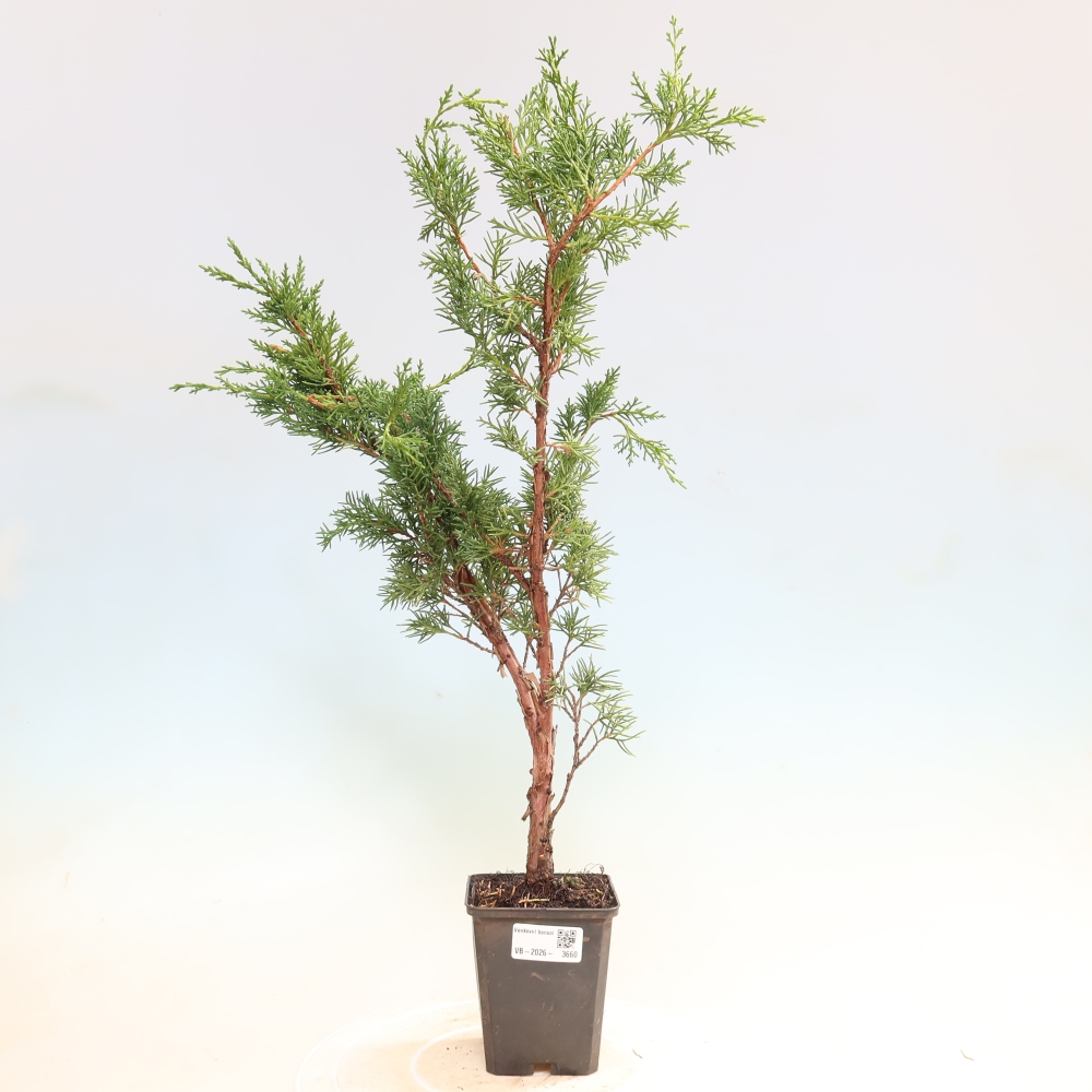 Bonsaï d'extérieur - Juniperus chinensis Kishu