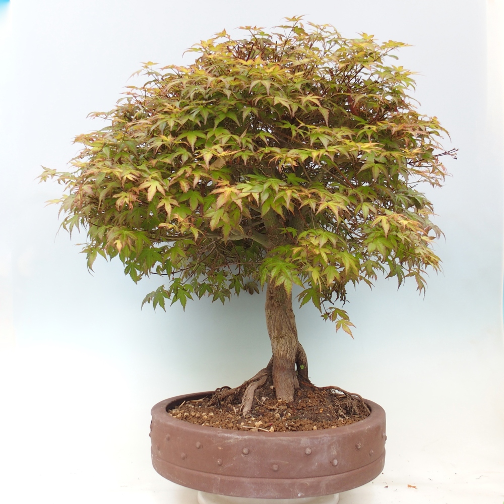Érable de Norvège - Acer palmatum Beni Tsukasa