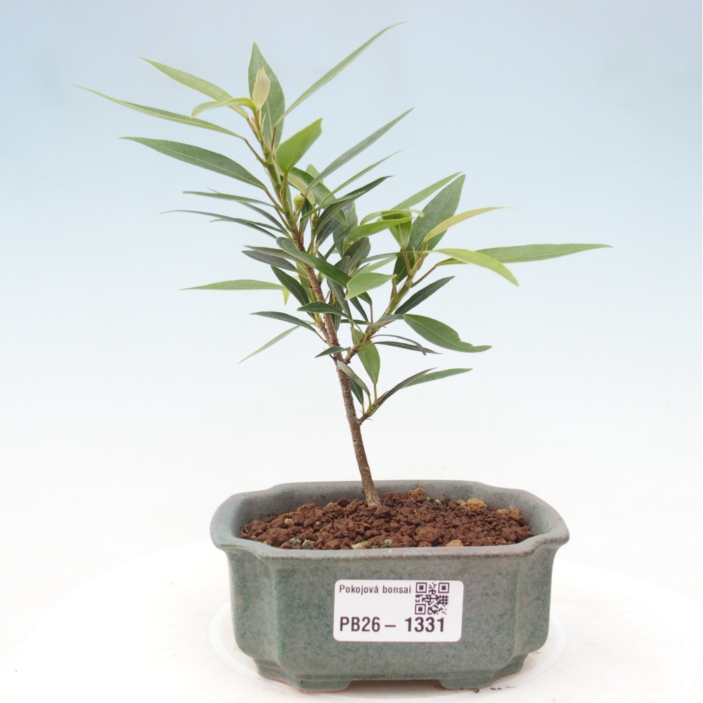 Salle bonsaï - Ficus nerifolia - ficus à petites feuilles