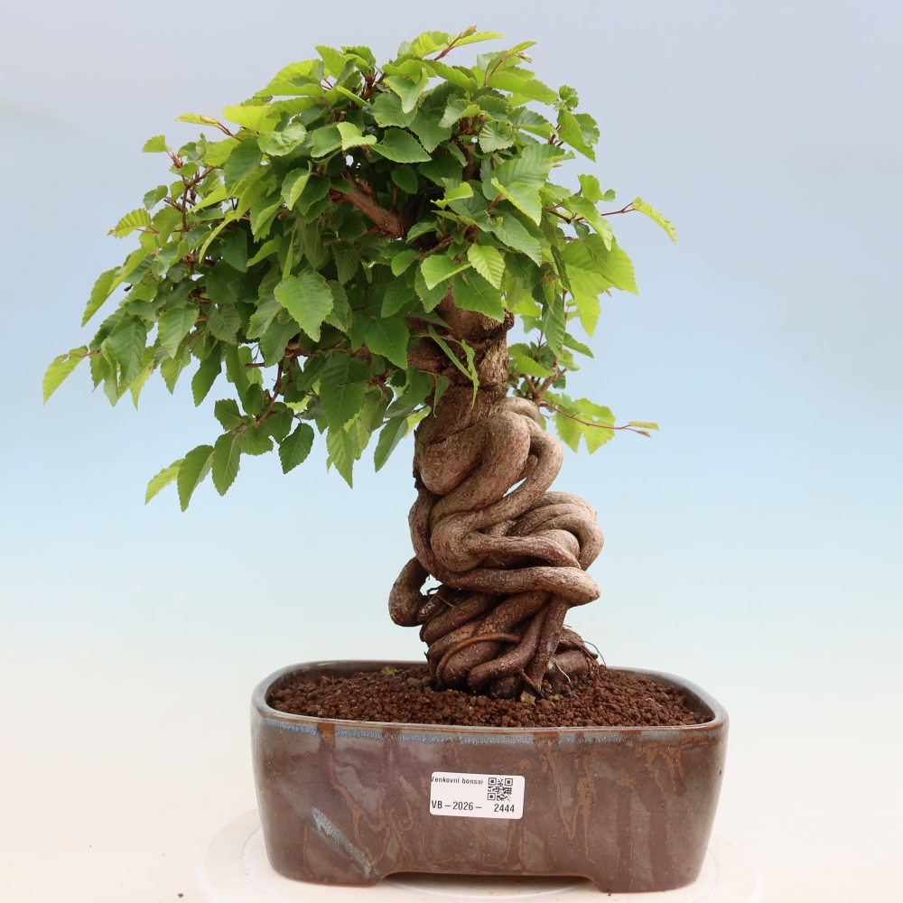 Bonsaï d'extérieur -Carpinus Coreana - Charme de Corée