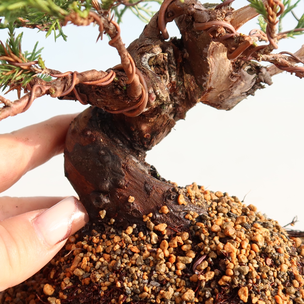 Bonsaï d'extérieur - Juniperus chinensis Itoigawa
