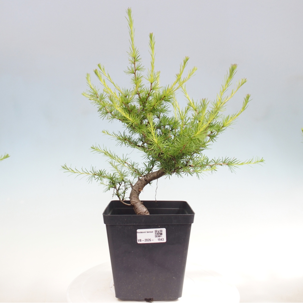 Bonsaï d'extérieur -Larix decidua - Mélèze