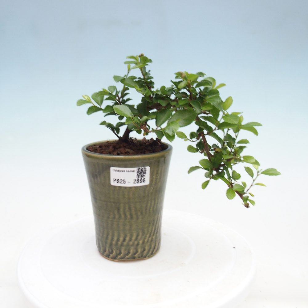 Bonsaï d'intérieur - Grewia occidentalis - Etoile de mer lavande