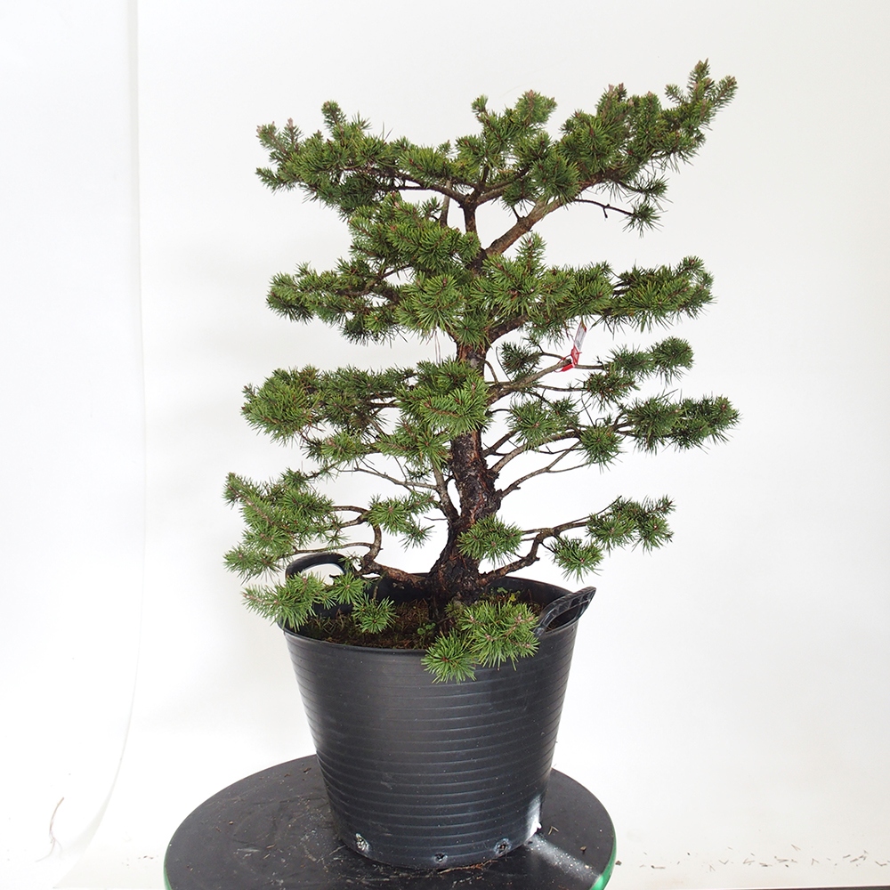Yamadori - Pinus sylvestris Espagne