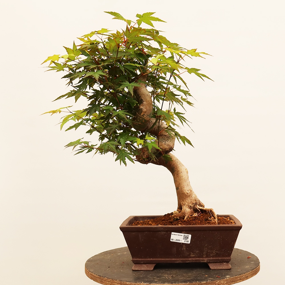 Bonsaïs d'extérieur - Maple palmatum - Palmiers