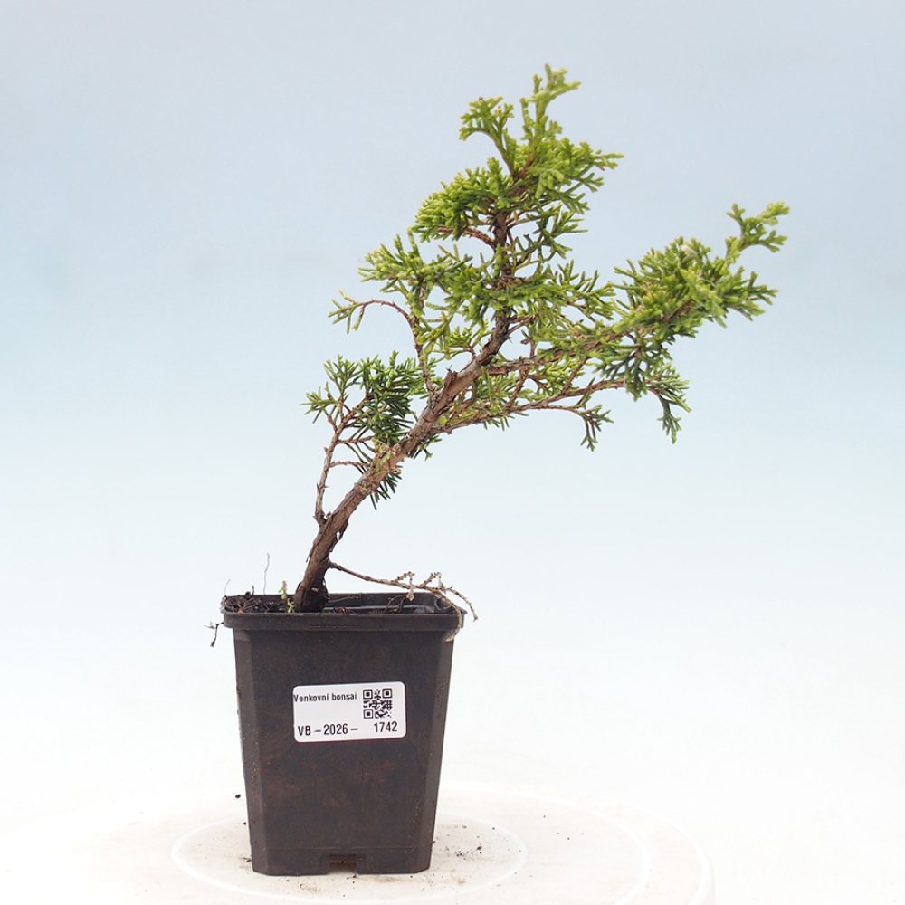 Bonsaï d'extérieur - Juniperus chinensis Itoigawa