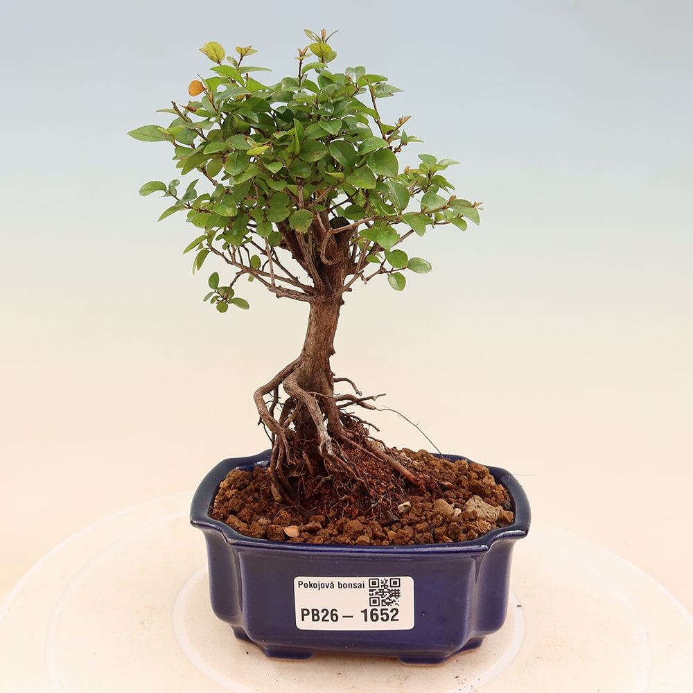 Bonsaï de chambre - Sageretia thea - Sageretia thea