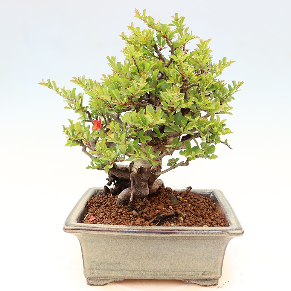 Bonsaï d'extérieur - Chaneomeles speciosa Chojubai