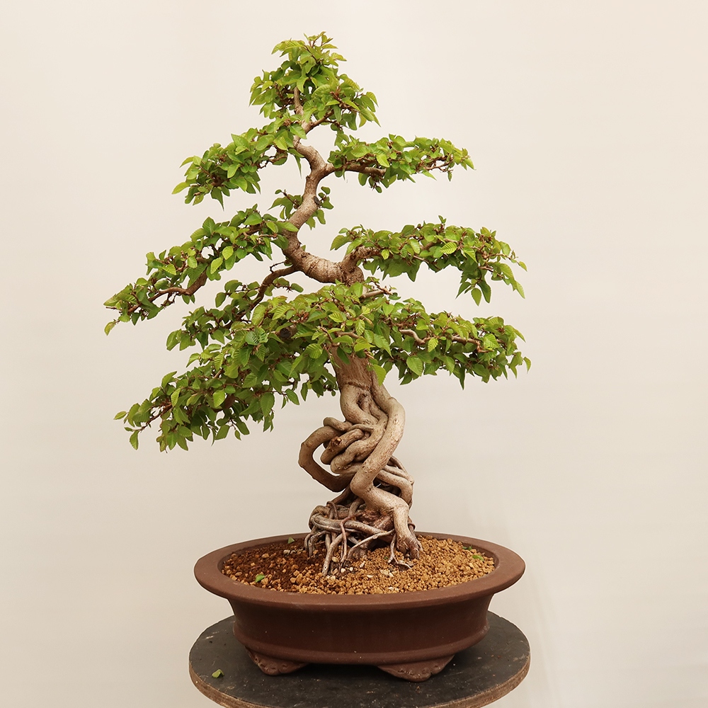 Bonsaï d'extérieur -Carpinus Coreana - Charme de Corée