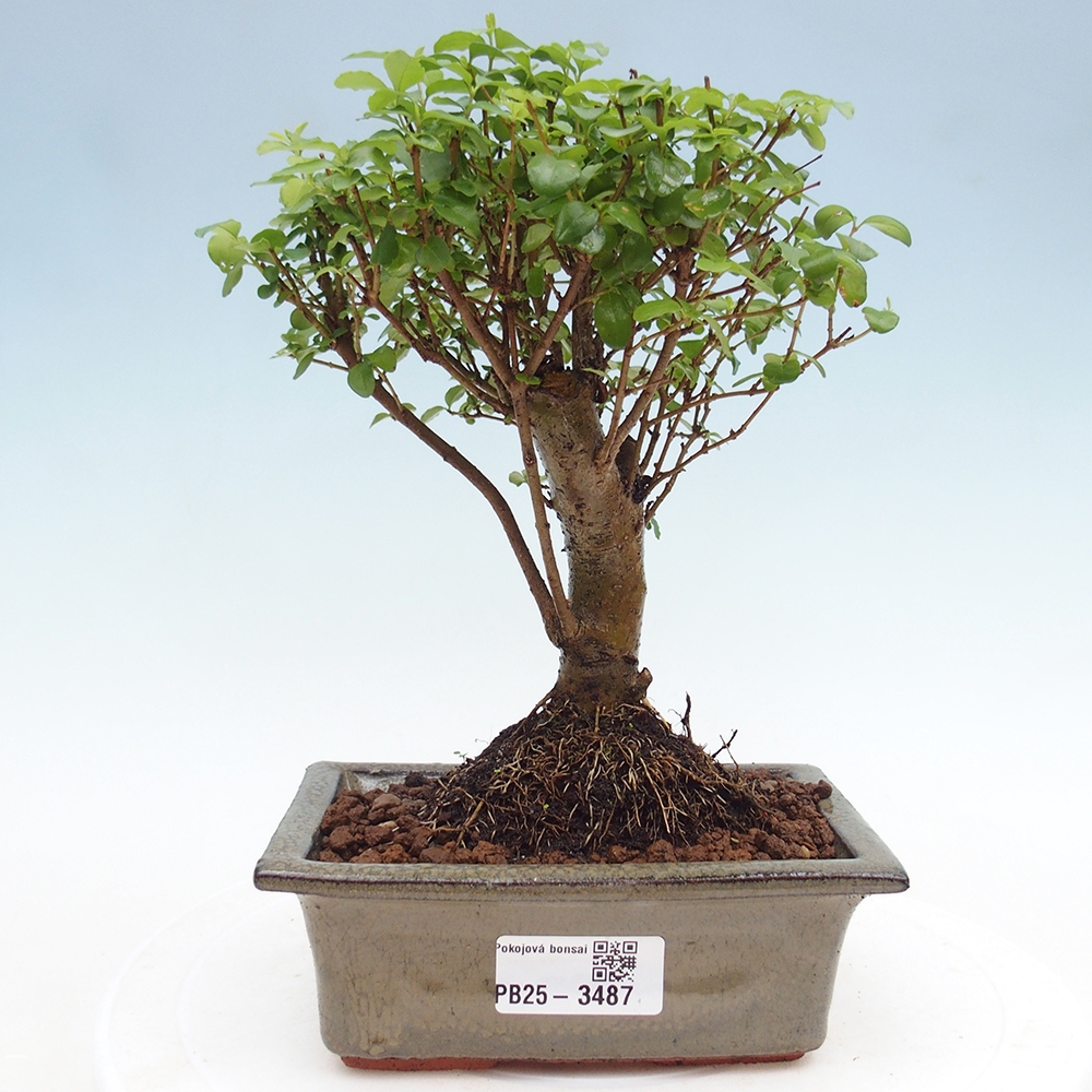 Bonsaï de chambre -Ligustrum chinensis - Bec d'oiseau