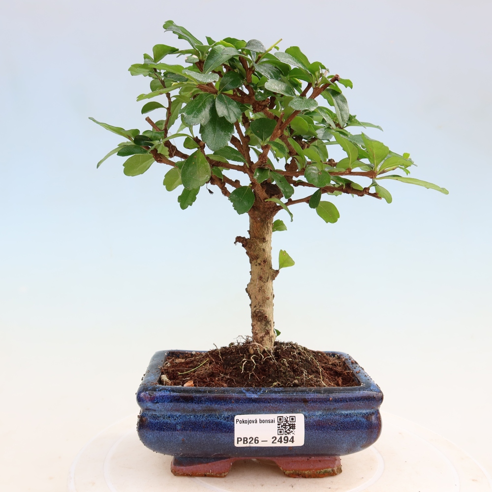 Bonsaï de chambre - Carmona macrophylla - Tea fuki