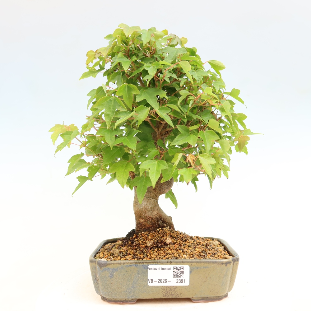 Bonsaï d'extérieur - Maple Burger - Acer Burgerianum
