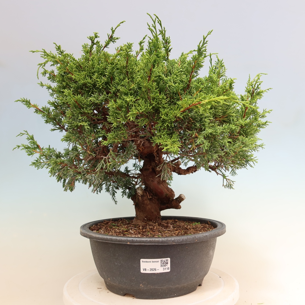 Bonsaï d'extérieur - Juniperus chinensis Itoigawa-Juniperus chinensis