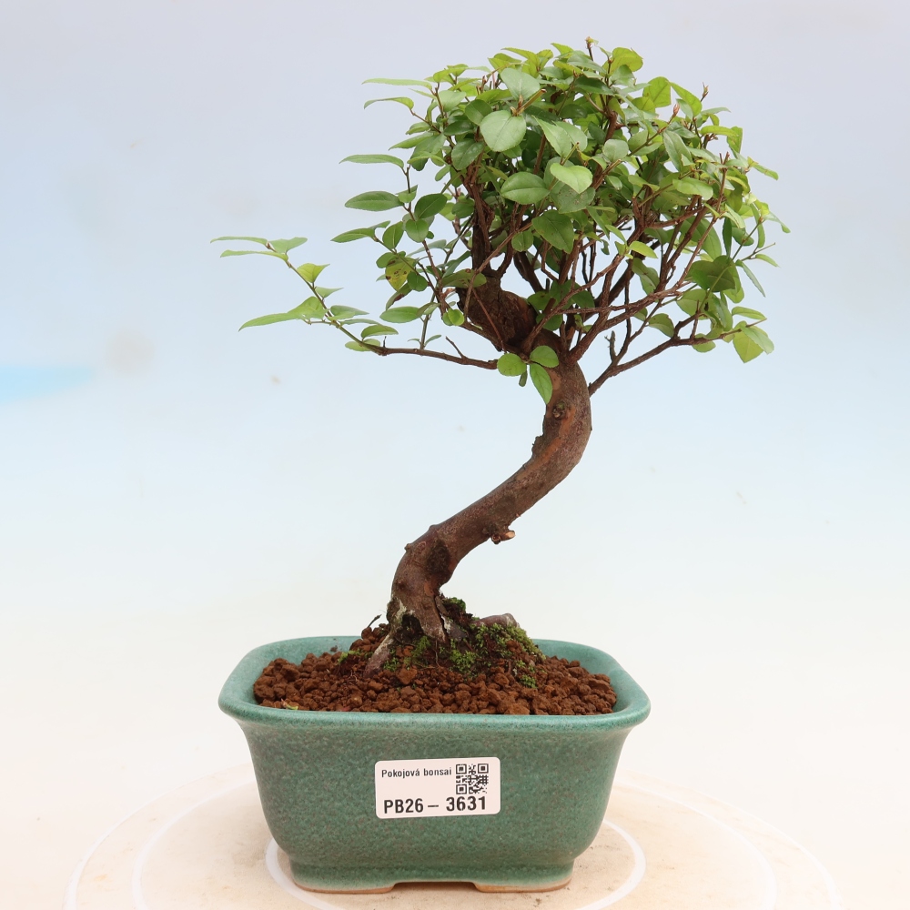 Bonsaï de chambre - Sageretia thea - Sageretia thea