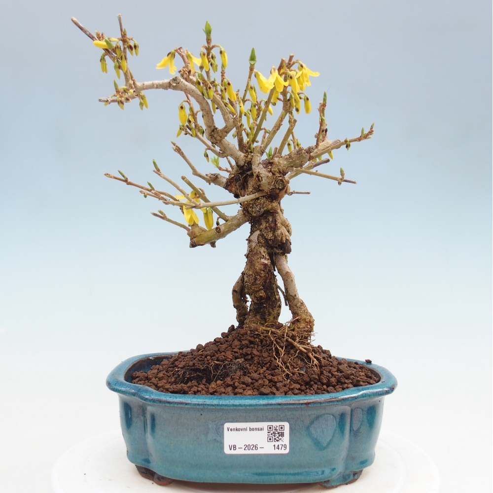 Bonsaï d'extérieur - Zlatice - Forsythia koreana