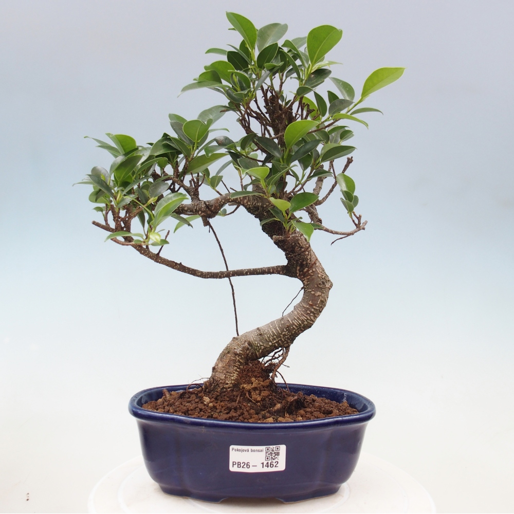 Salle bonsaï - Ficus retusa - ficus à petites feuilles