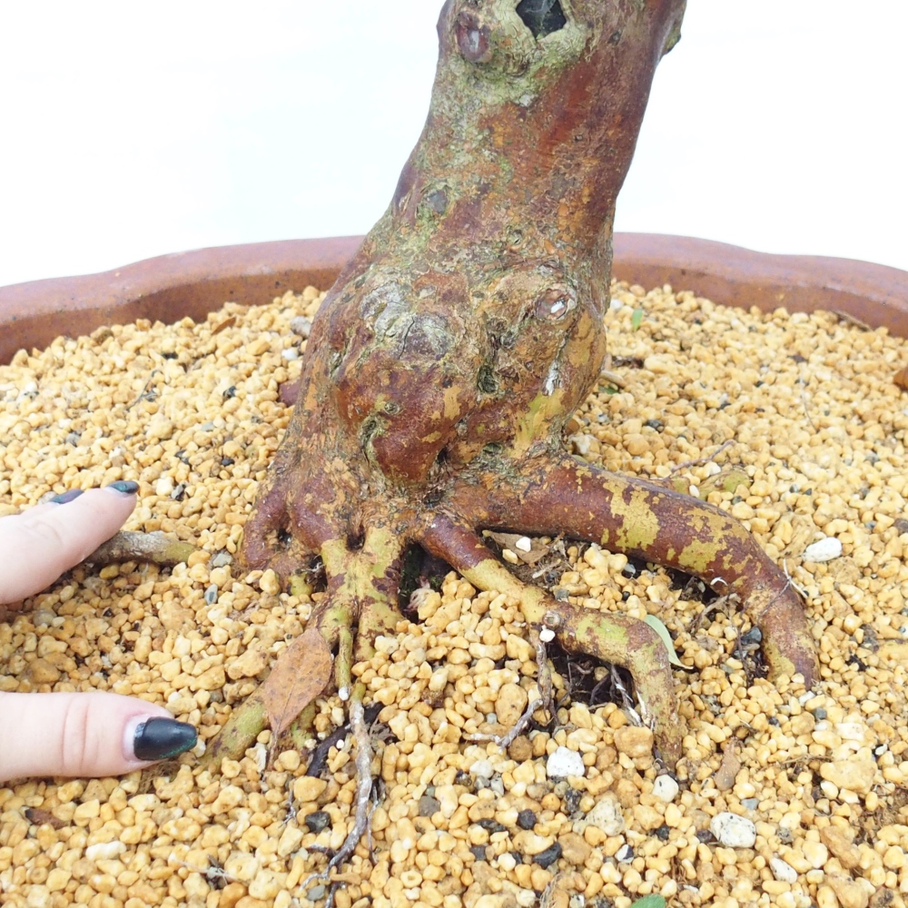 Bonsaï d'extérieur - Azalée japonaise - Azalée Sayaka