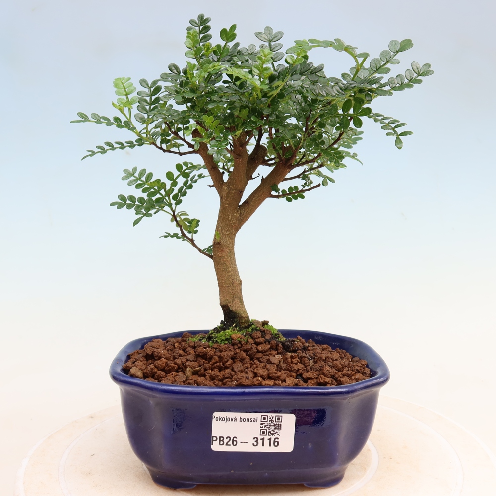 Salle bonsaï - Zantoxylum piperitum - arbre à poivre