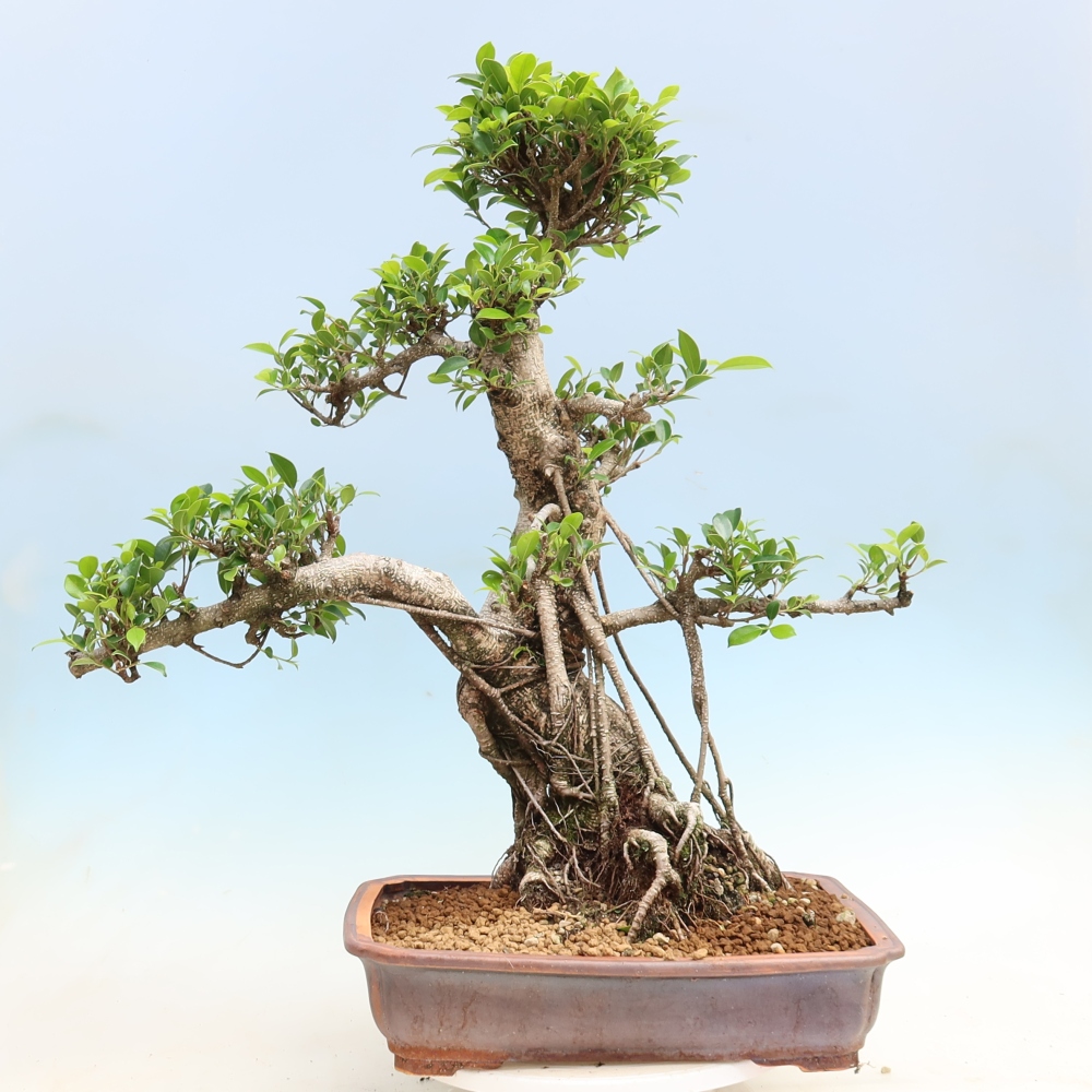 Salle bonsaï - Ficus kimmen - ficus à petites feuilles