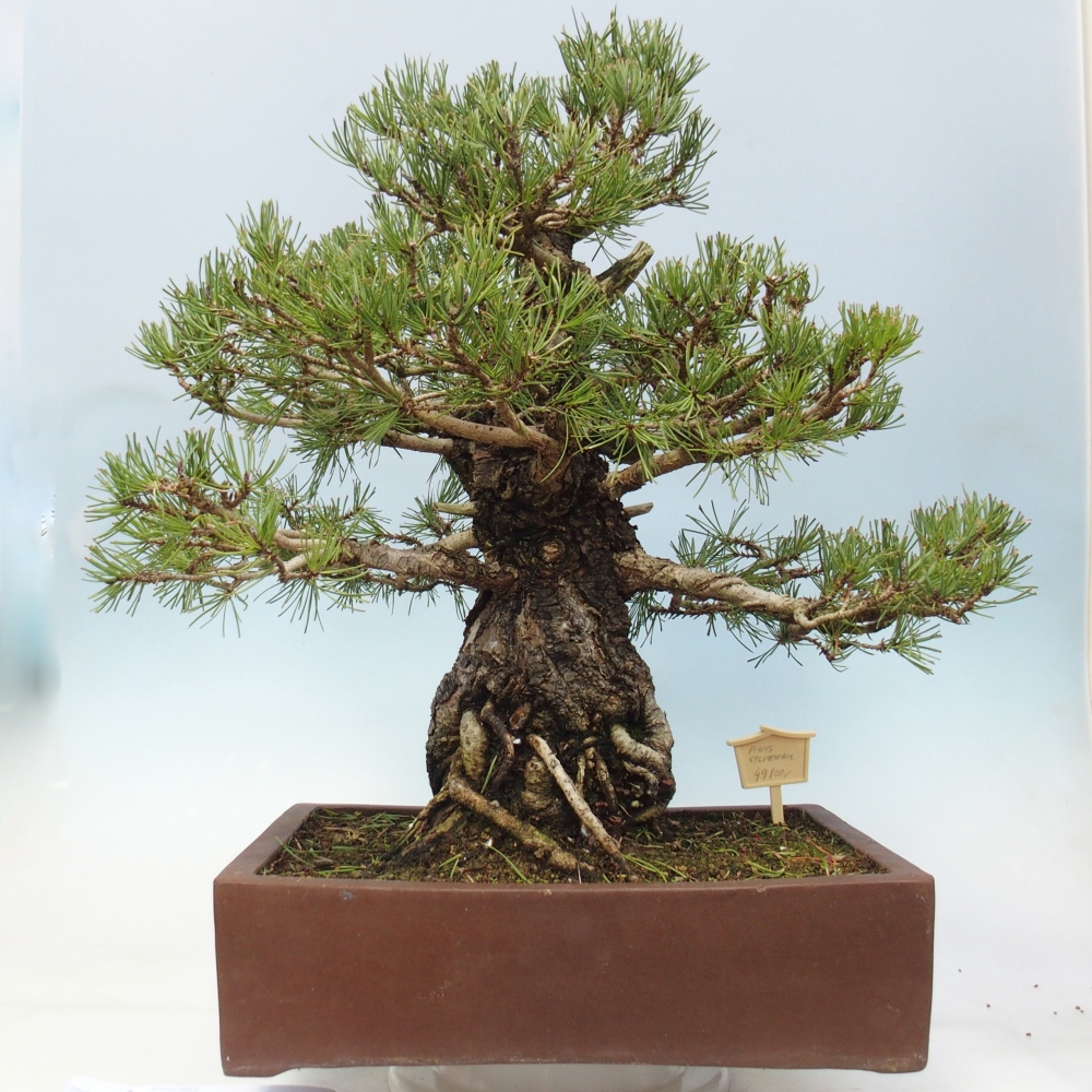 Bonsaï d'extérieur - Pinus sylvestris - Pinus sylvestris