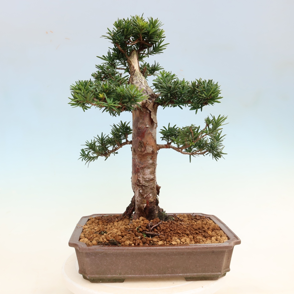 Bonsaï d'extérieur - Taxus cuspidata - If japonais