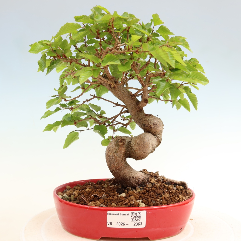 Bonsaï d'extérieur -Carpinus Coreana - Charme de Corée